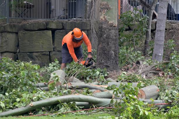 Best Emergency Storm Tree Removal  in Montvale, NJ